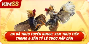 Đá gà trực tuyến Live stream từ Trực tiếp Thomo tại KIM88