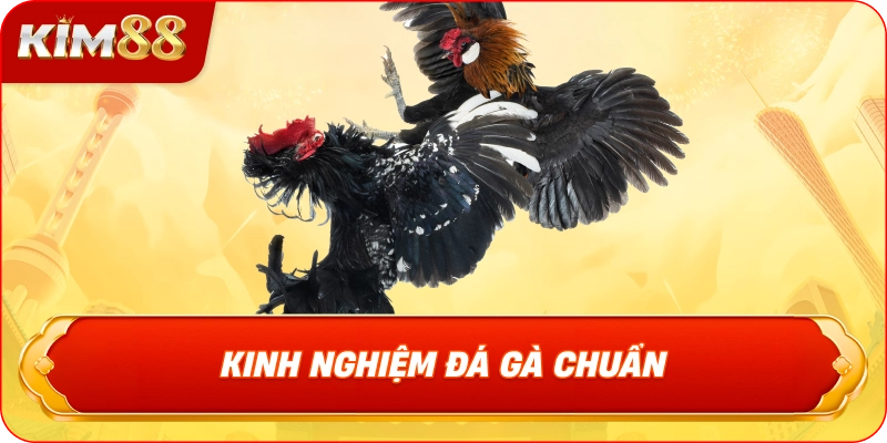 Kinh Nghiệm Đá Gà Chuẩn
